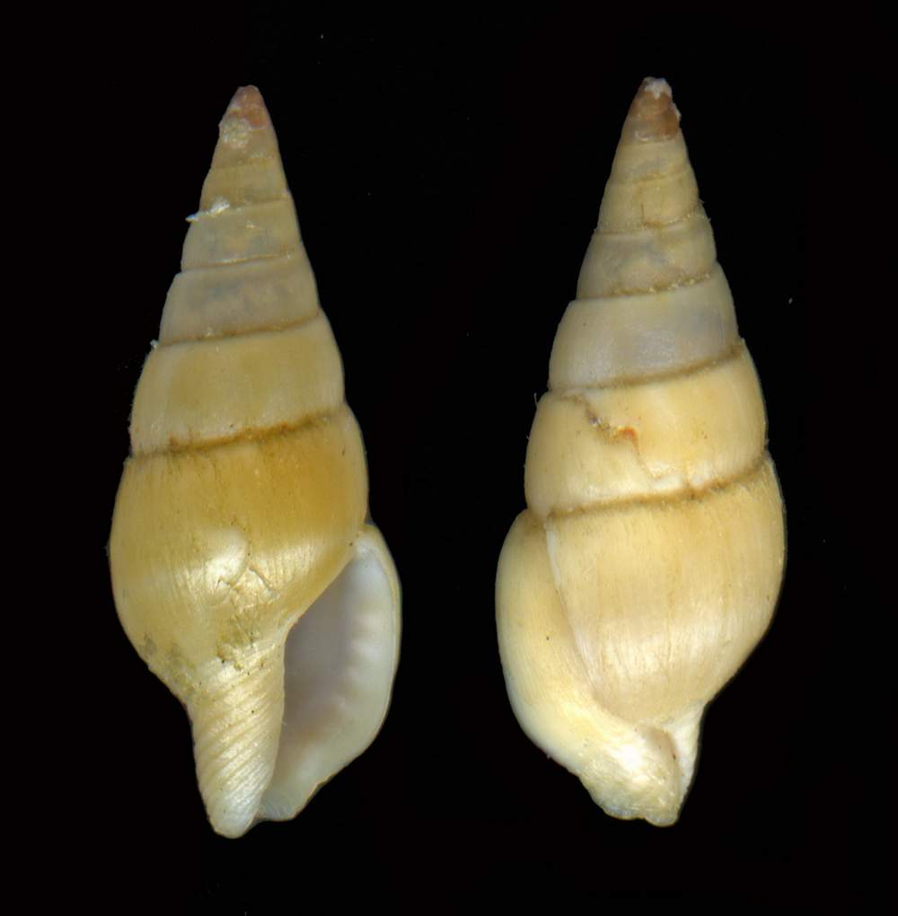 Mitrella minor (Scacchi, 1836)?